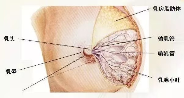 為什么會(huì)出現(xiàn)乳汁瘀積？